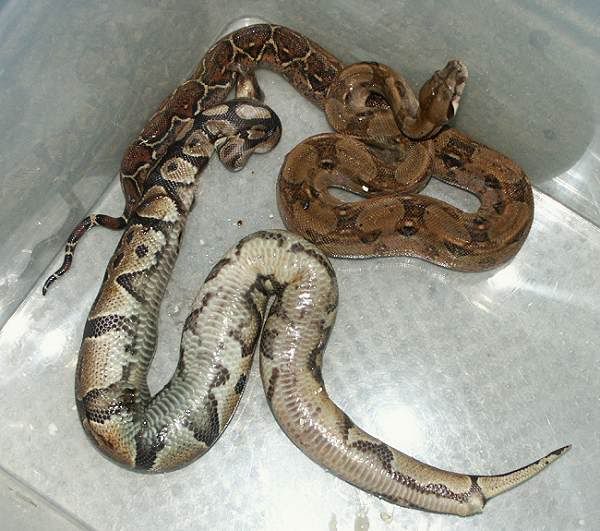 can royal/ball pythons be housed together? Reptile Forums